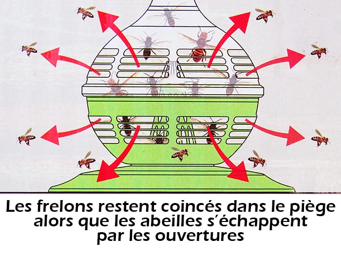 Piège à frelons